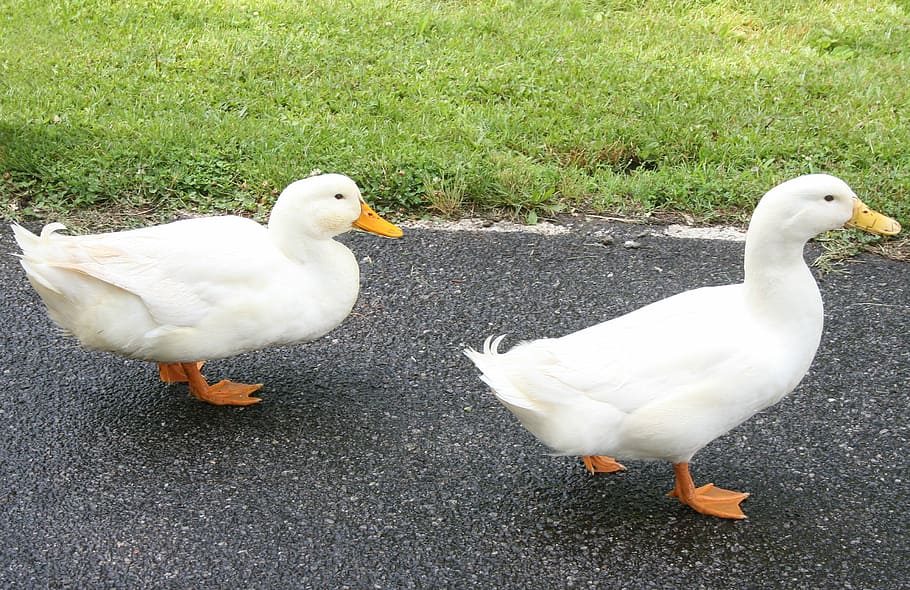 ducks, walking, farm, animals, bird, white, domestic, animal themes HD wallpaper