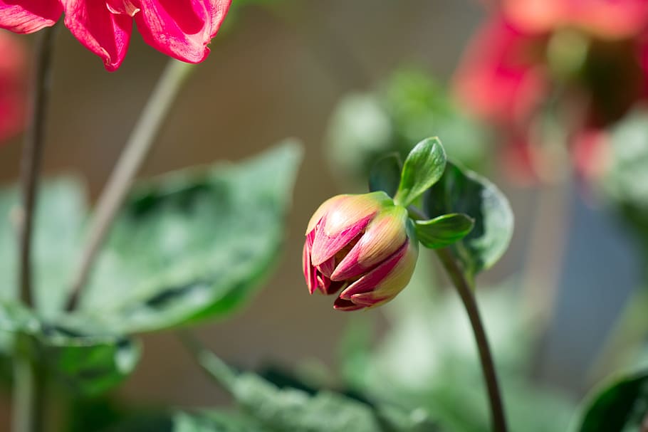 bud, flower, orange, summer, garden, in the garden, plant, nature HD wallpaper