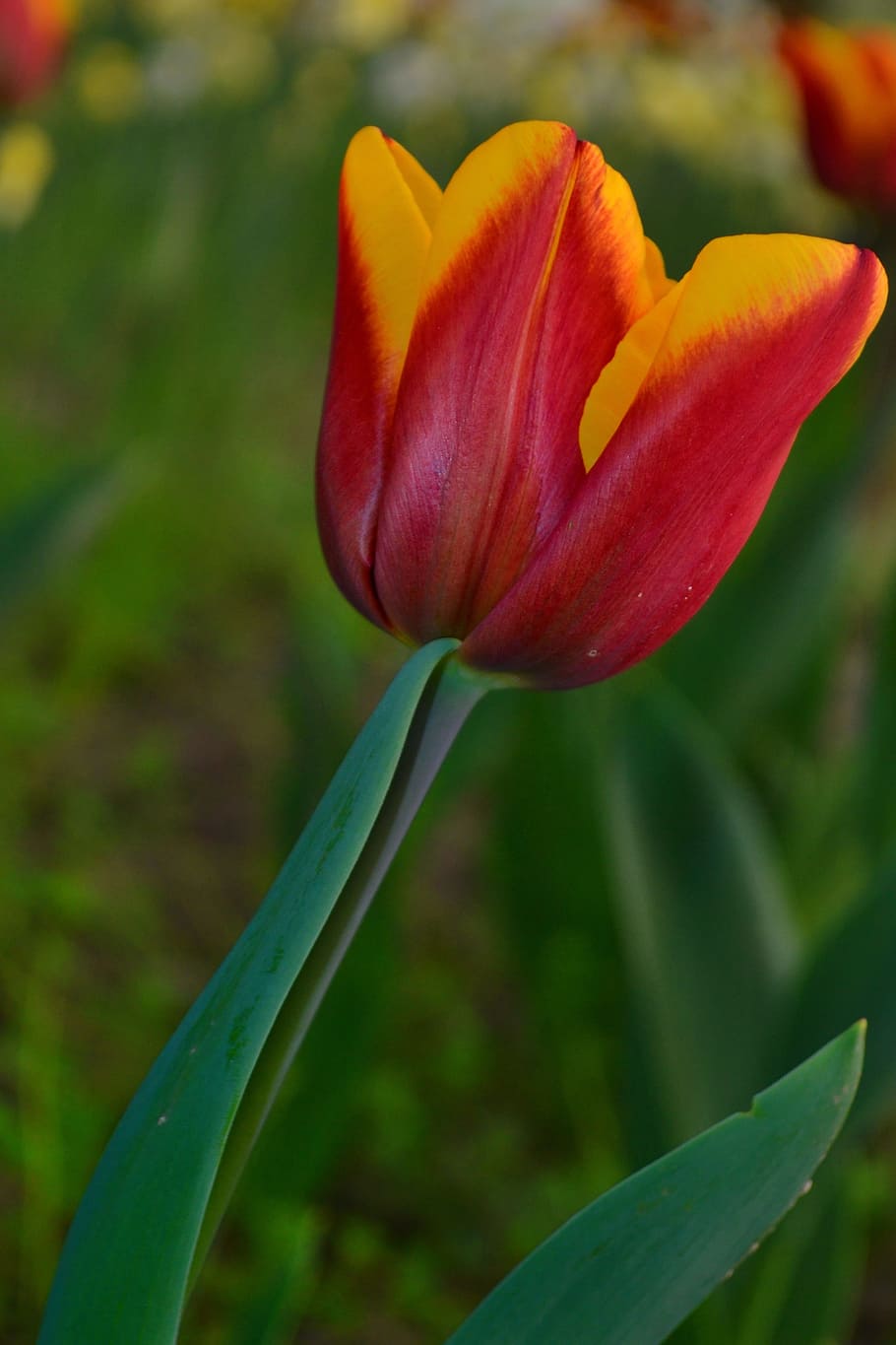Tulip, Red, Summer, Nature, only, green, colors, yellow, garden HD wallpaper