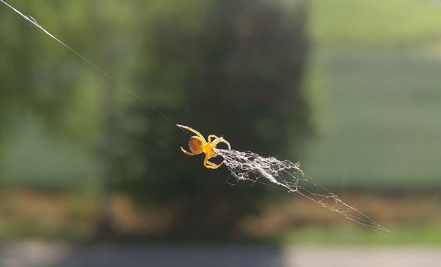 spider, cobweb, window, nature, animal, hunter, catch flies HD wallpaper