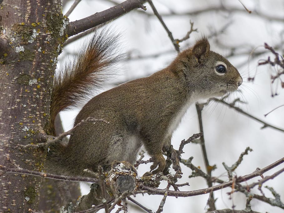 squirrel, animal, forest, branch, tree, nature, mammal, wild life HD wallpaper