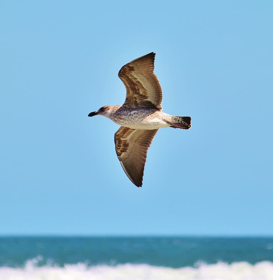 seagull, flight, fly, beach, ocean, wing, animals in the wild HD wallpaper