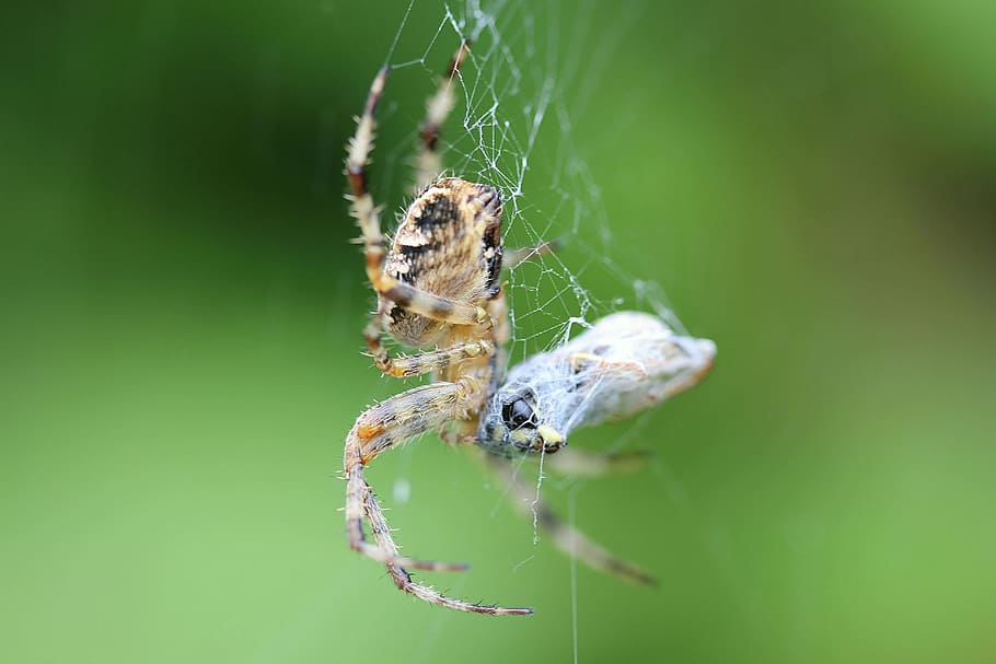 spider, cobweb, true orb weaver, arachnid, animals, animal world HD wallpaper