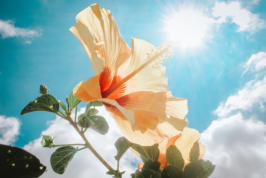 Photography of Yellow Hibiscus Under Sunlight, beautiful, bloom HD wallpaper