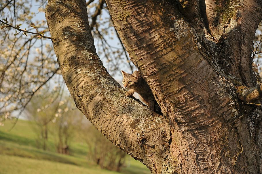 tree, cat, climb, pet, spting, trunk, tree trunk, plant, focus on foreground HD wallpaper