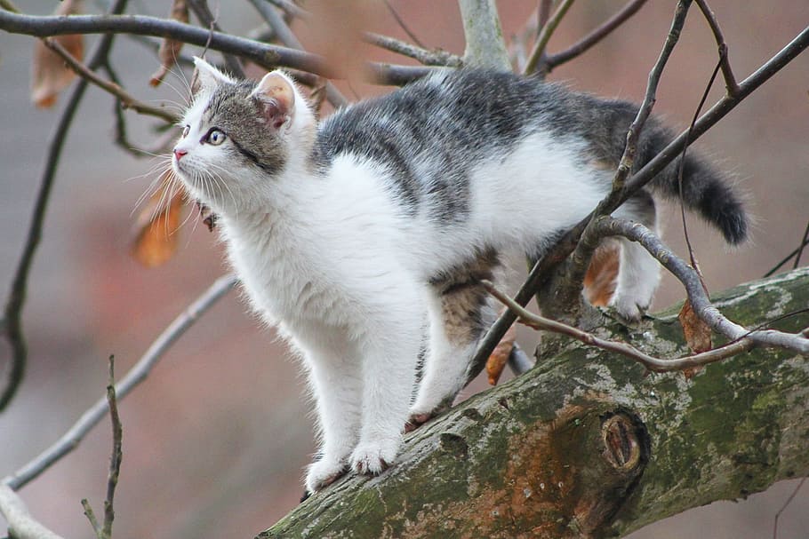 bi-color cat standing on tree branch, Cat, Tree, cat in a tree HD wallpaper