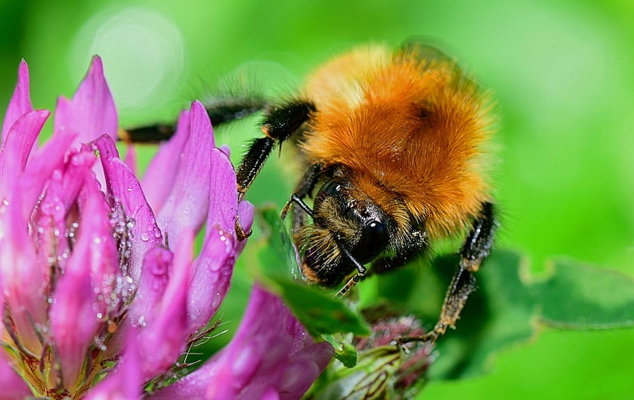 nature, bee, insect, nectar, flower, spring, pollen, pollination HD wallpaper