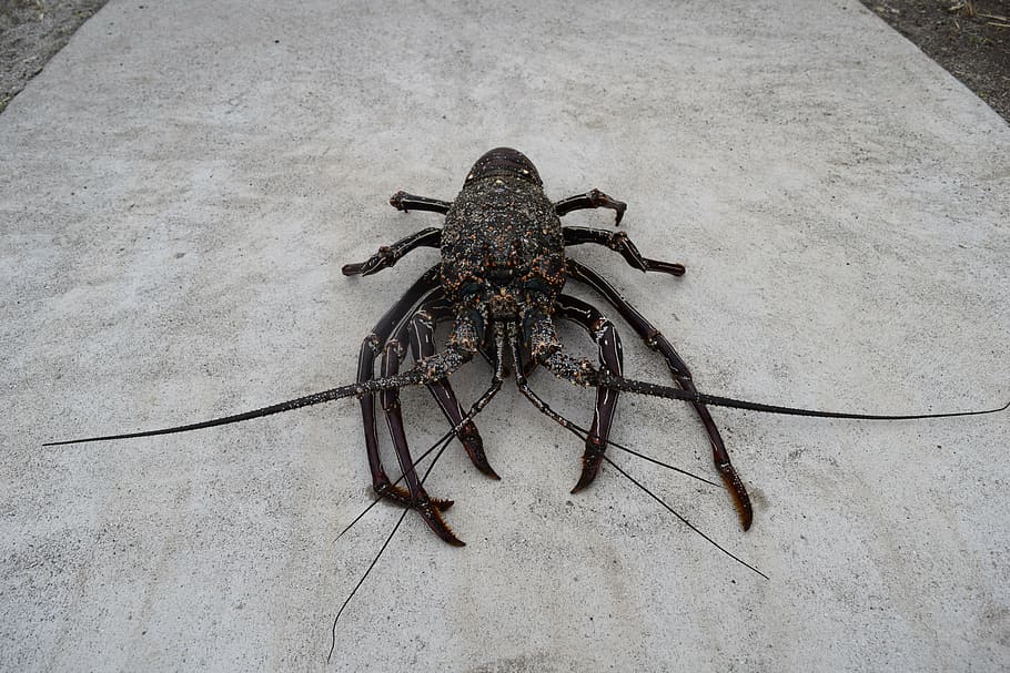 spiny lobster, crustaceans, one animal, animal themes, animal wildlife HD wallpaper