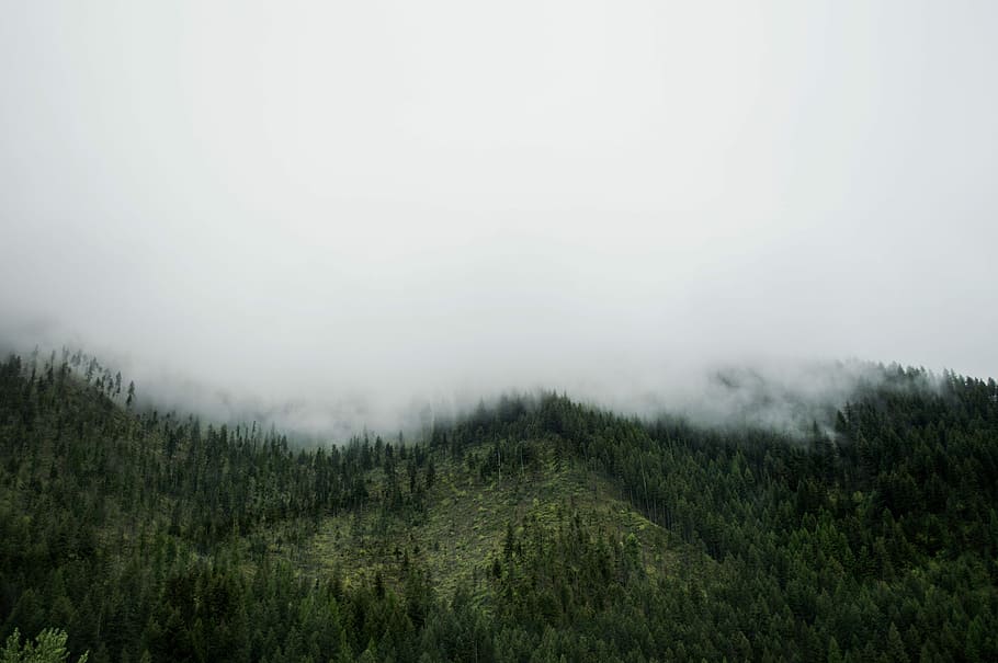 aerial photography of foggy mountain with trees, high angle photography of forest HD wallpaper