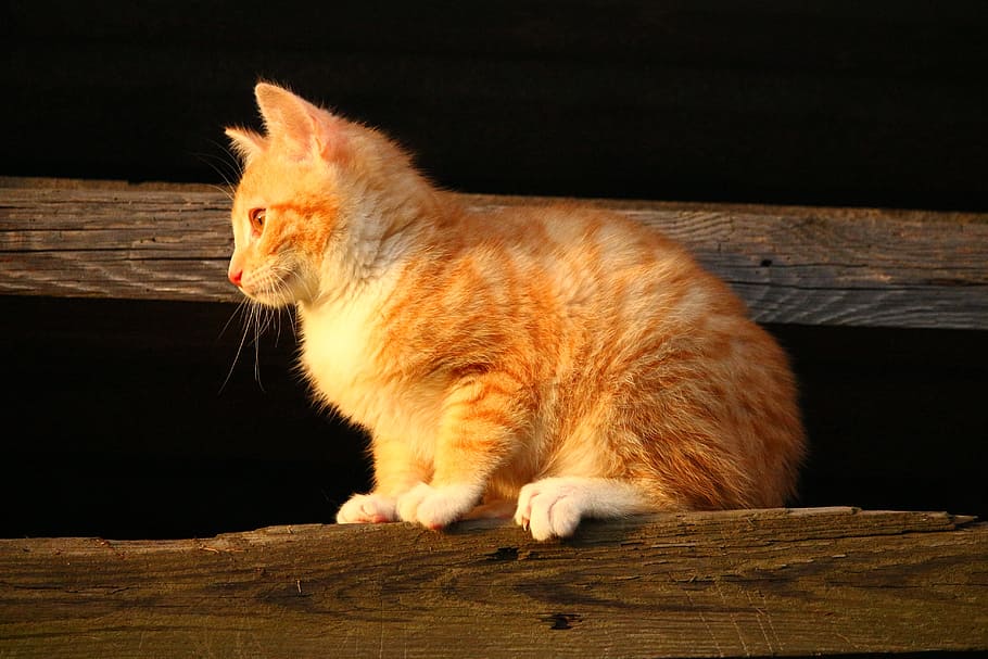 orange tabby cat on wood during golden hour, kitten, red mackerel tabby, HD wallpaper