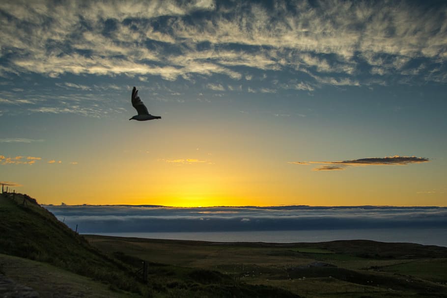 flying bird over hill during golden hour, sunset, ocean, clouds HD wallpaper