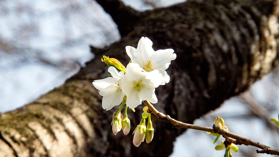 cherry blossoms, spring, spring flowers, cherry tree, blue sky HD wallpaper