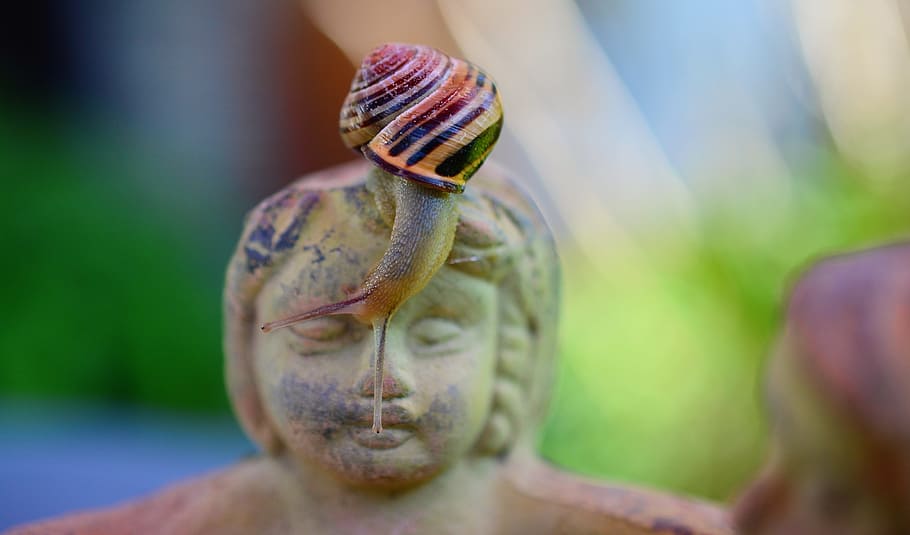 selective focus photography of multicolored snail, Tape Worm HD wallpaper
