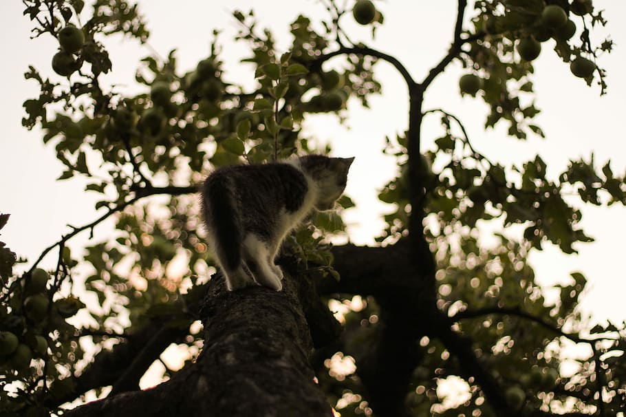 Cat, Climbing, Tree, Animal, mammal, nature, wildlife, animals In The Wild HD wallpaper
