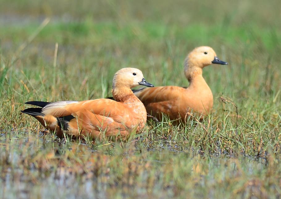 bird, ruddy, shelduck, brahminy, pair, nature, outdoors, animal themes, HD wallpaper