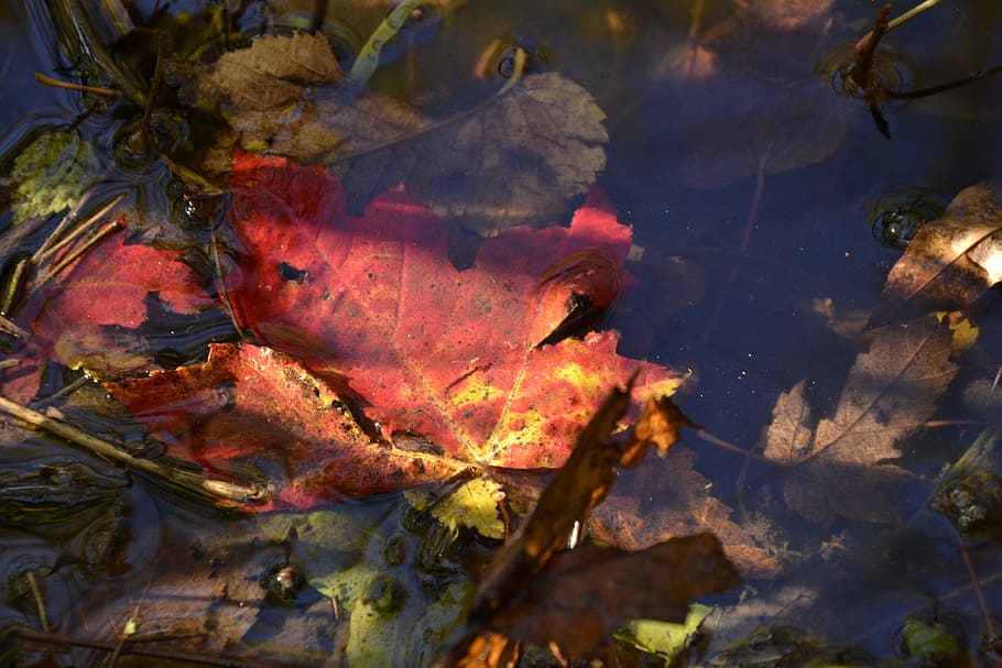 leaf, maple, red, autumn, fall, season, foliage, colour, color HD wallpaper