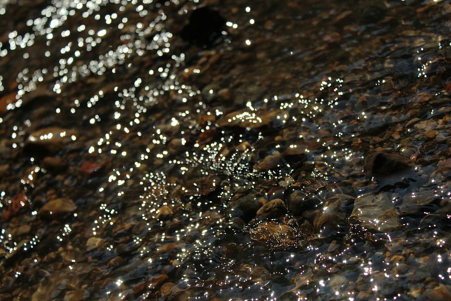 water, creek, close up, sea, animal wildlife, animals in the wild HD wallpaper