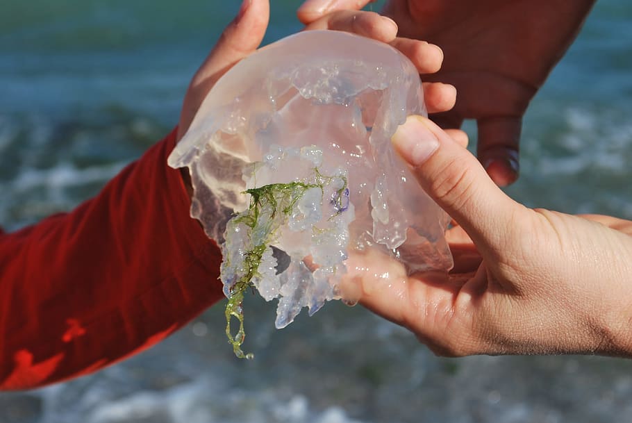 Jellyfish, Small, Transparent, Hands, touch, exploring, learning HD wallpaper