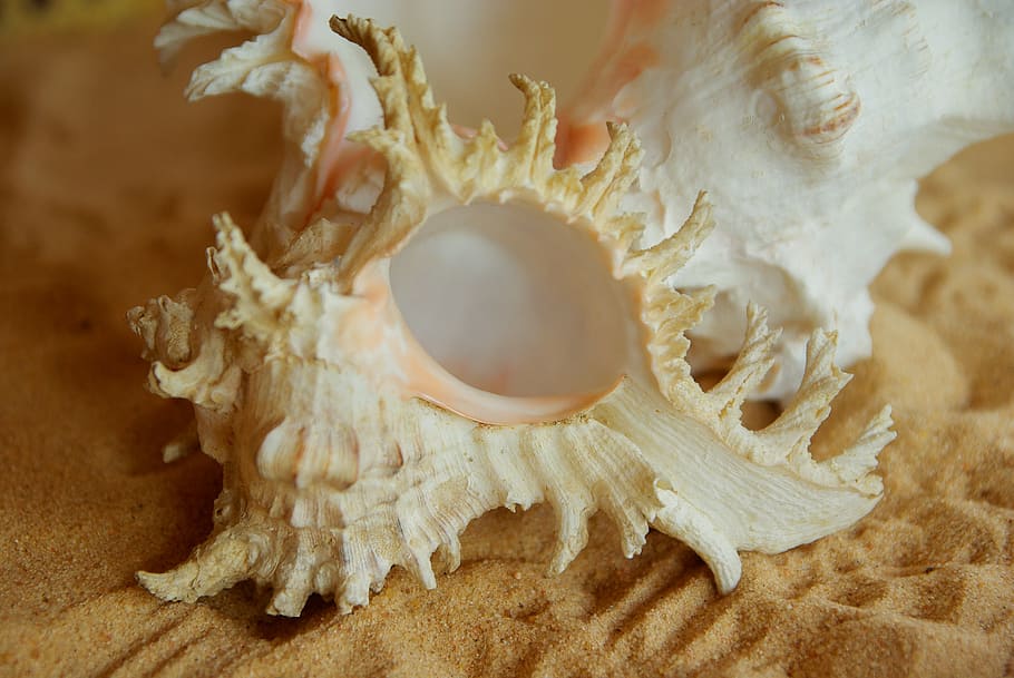 shell, murex, beach, south seas, sand, close-up, no people HD wallpaper
