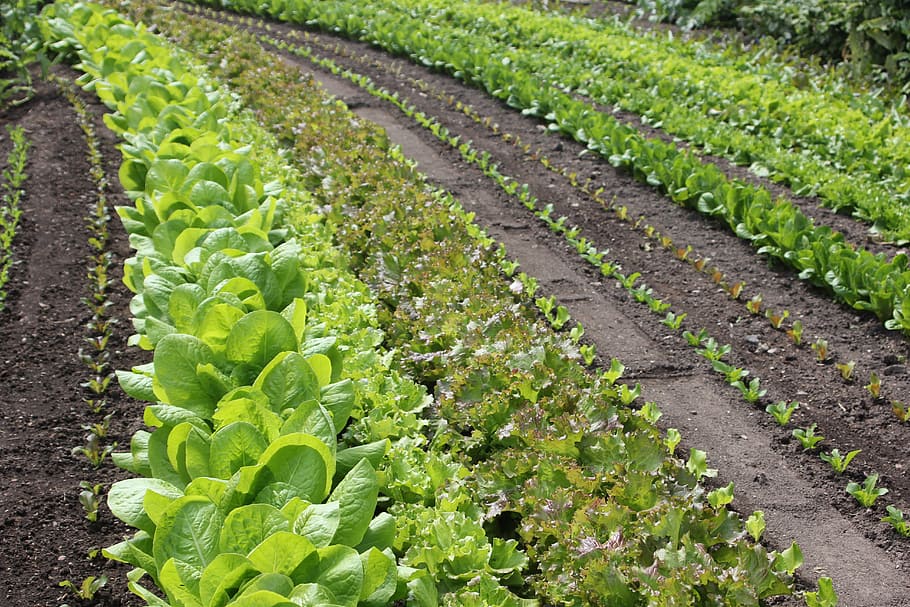 salad, rows, discount, planting, green, green color, growth HD wallpaper