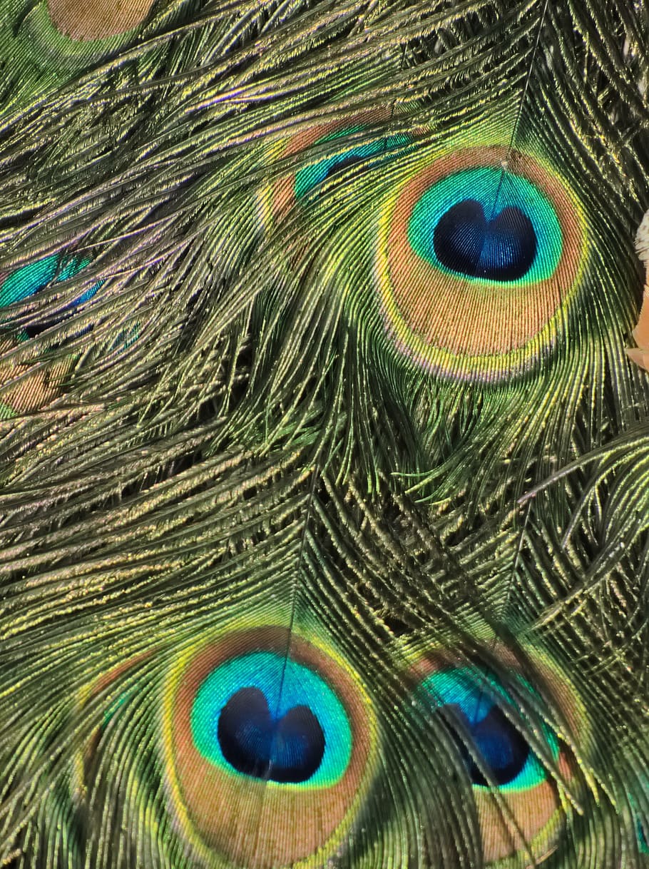 peacock, eye, pen, bird, plumage, feather, animal, multi Colored HD wallpaper