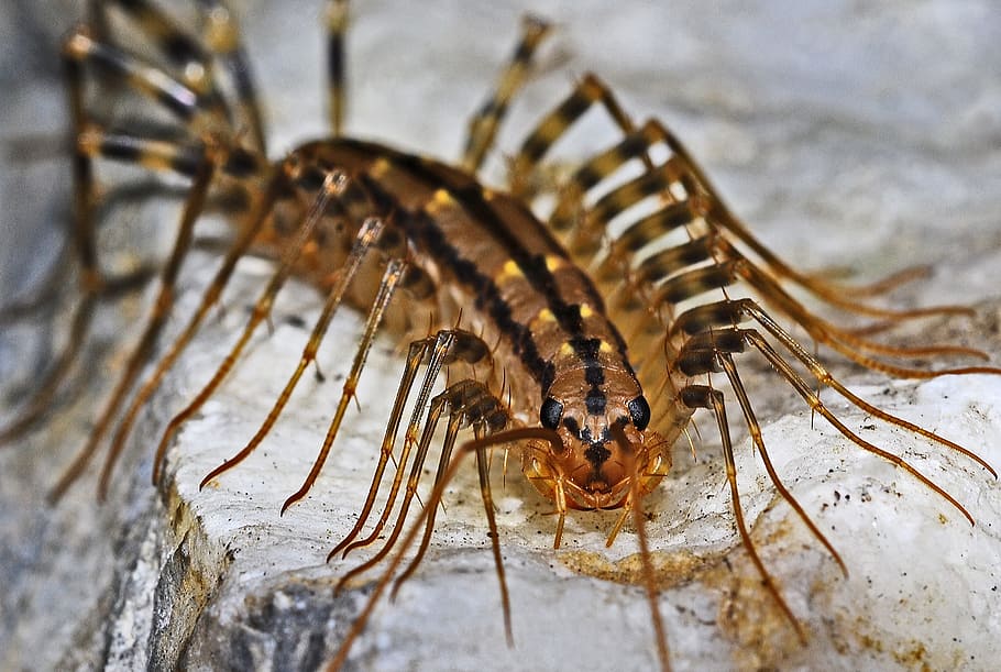 brown and black insect, centipede, macro, arthropod, predator HD wallpaper