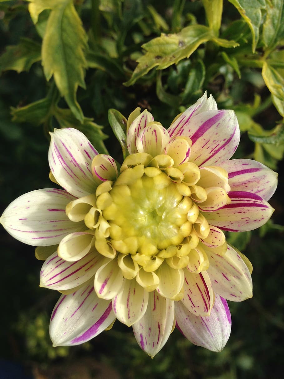 dahlia, flower, white, nature, plant, petal, flower Head, close-up HD wallpaper