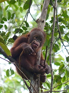 brown monkey on tree branch, Chimpanzee, Baby, Monkey, Tree, Sitting HD wallpaper