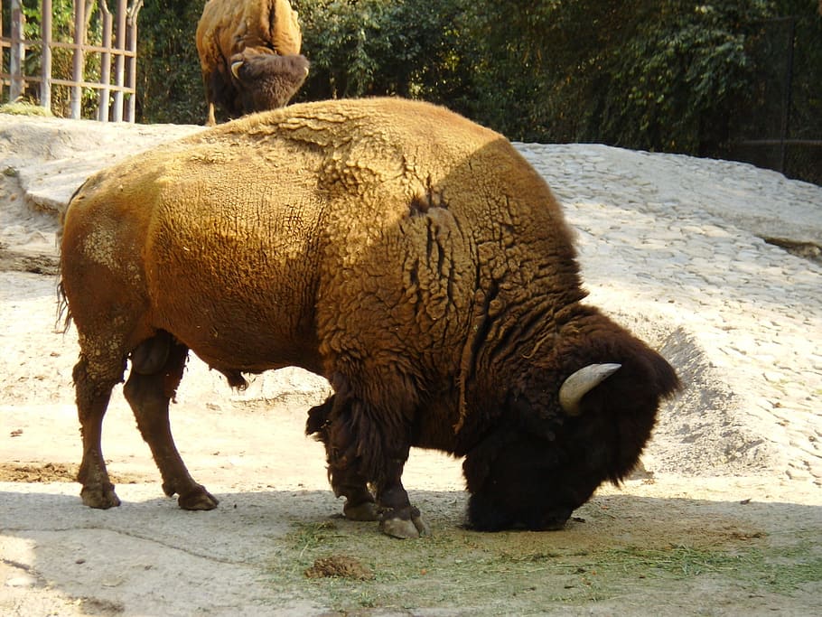 Bison, Buffalo, Wildlife, Conservation, preserve, enclosure HD wallpaper