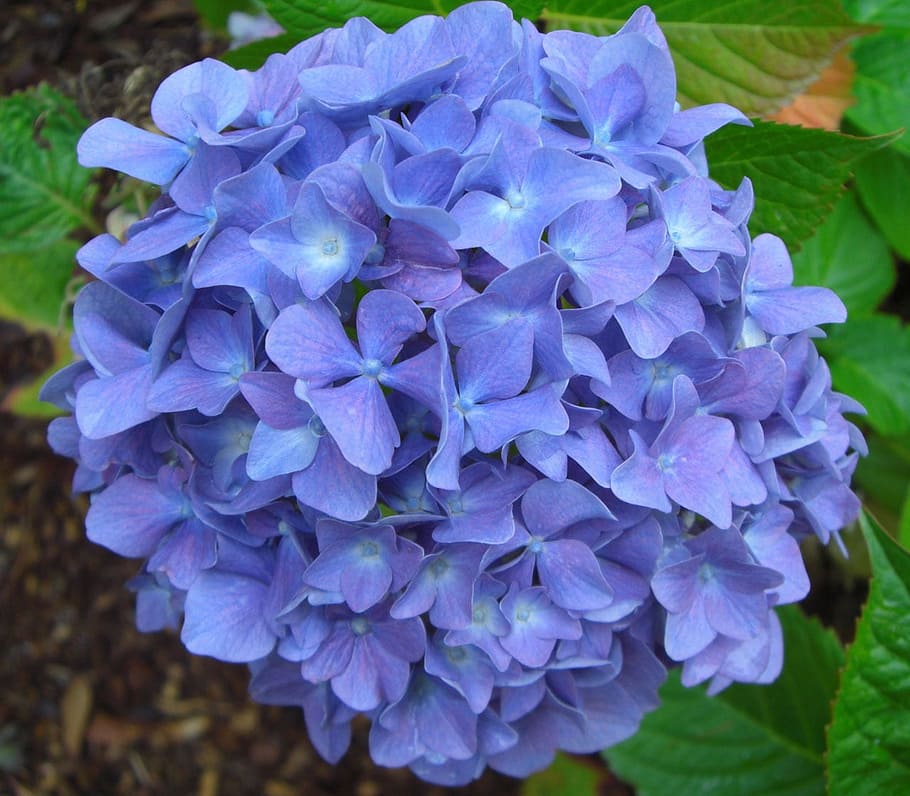 Blue purple hydrangea flowers 1080P, 2K, 4K, 5K HD wallpapers free download...