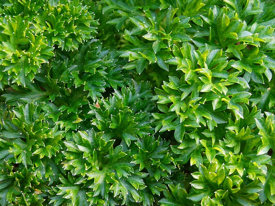 nature, wallpaper, the background, graphics, texture, desktop HD wallpaper