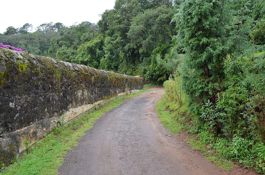 path, road, way, nature, direction, pathway, plant, tree, the way forward HD wallpaper