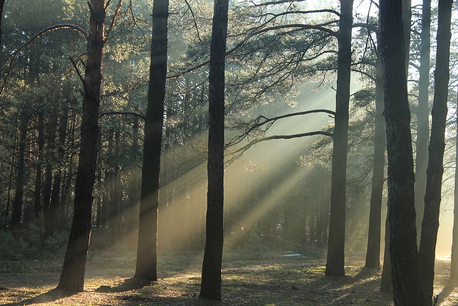 forest at daytime, photography of forest during daytime, sun rays HD wallpaper