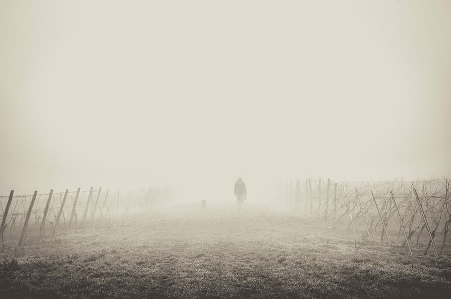foggy street, winter, nature, outdoors, landscape, snow, rural Scene HD wallpaper
