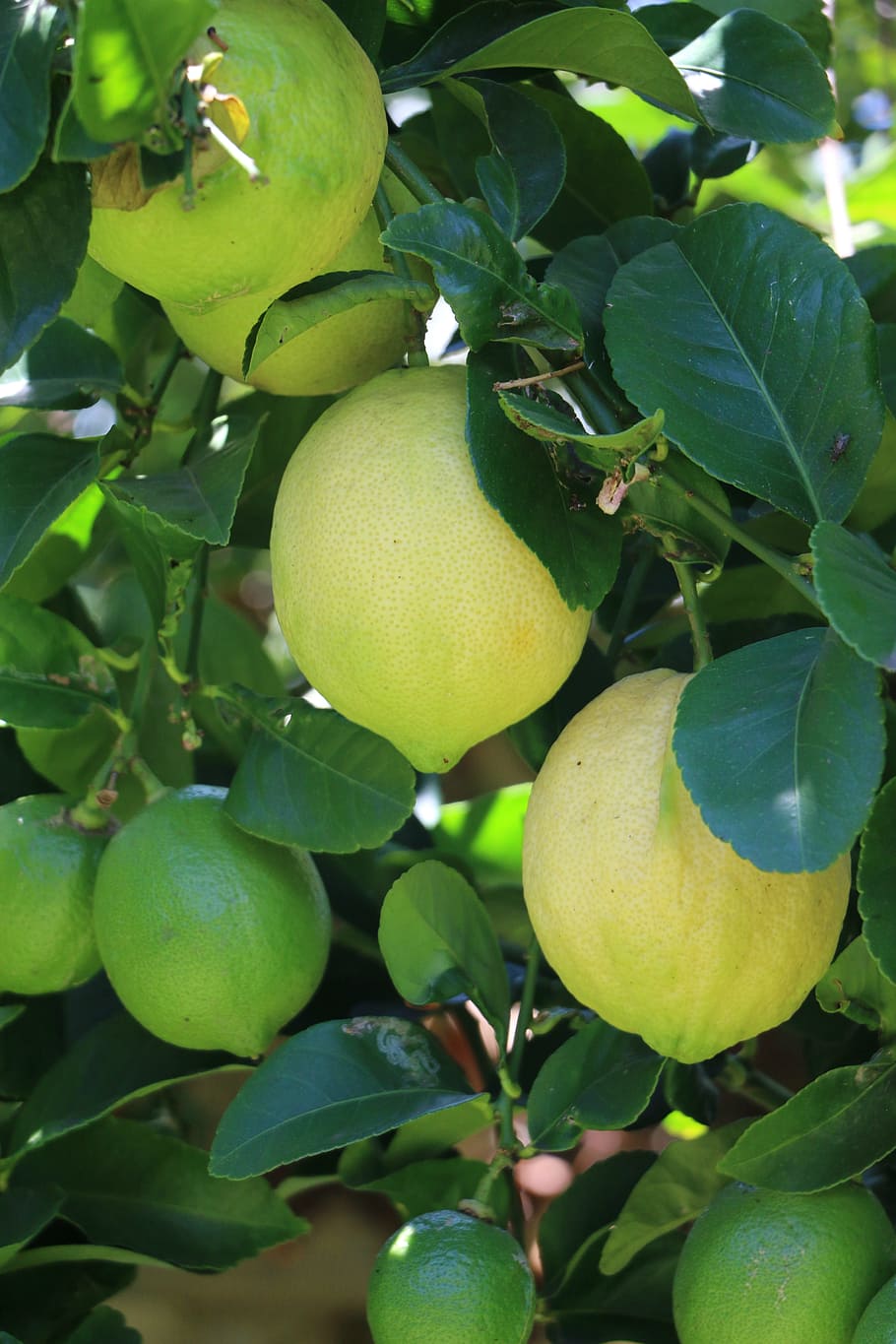 lemon, fruit, tree, green, nature, citrus, plant, food, yellow HD wallpaper