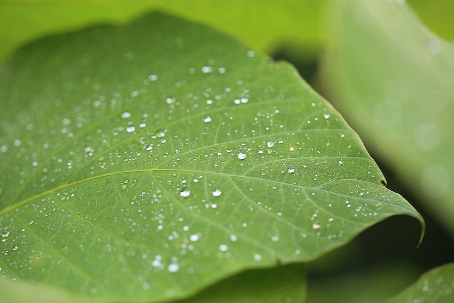 macro, misty, plant, leaf, green, dew, drops, petal, green color HD wallpaper