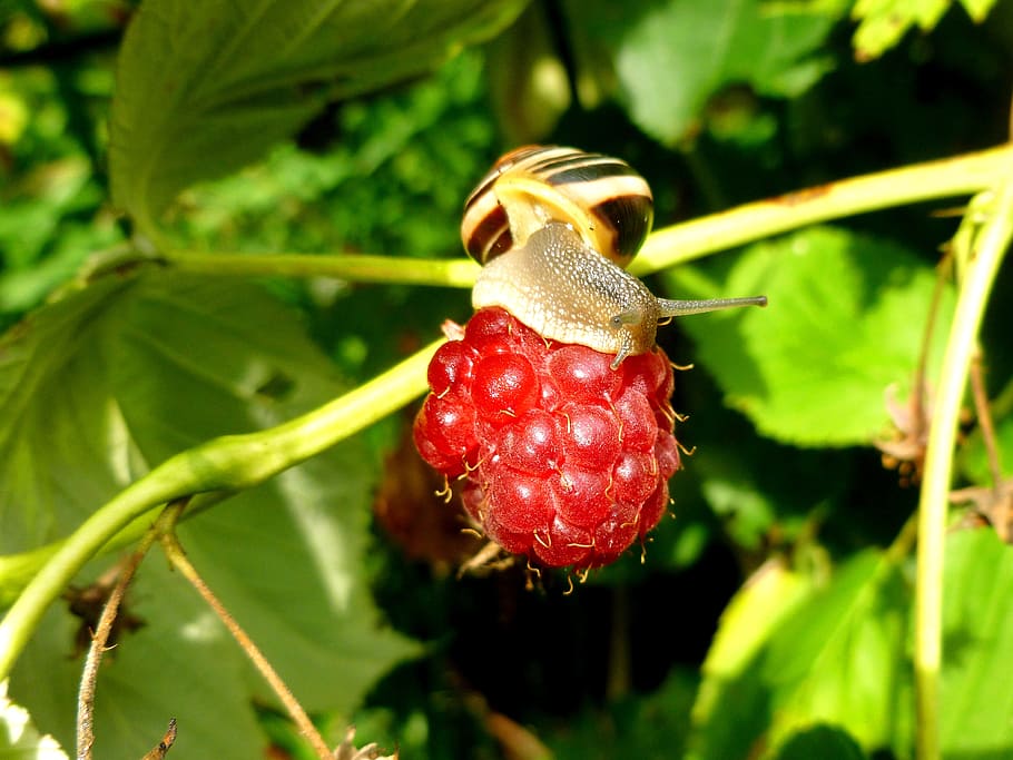 snail, garden snail, shell, snail shell, slowly, probe, nature HD wallpaper