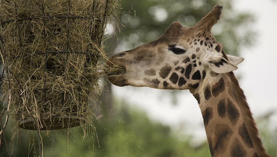 giraffe, animals, neck, close, big game, zoo, feeding, animal portrait HD wallpaper