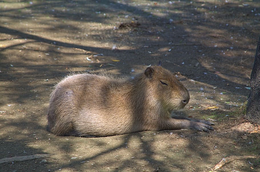 capybara, zoo, resting, animal, mammal, cute, animal wildlife, HD wallpaper