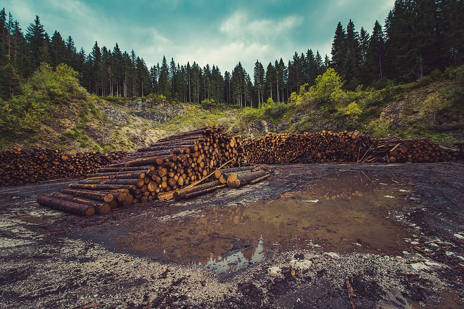 firewood on river, photo of trees and wood logs, forest, logging HD wallpaper