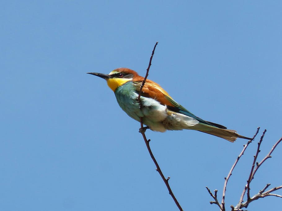 bee-eater, ave, branch, abellarol, birds, wild life, nature HD wallpaper