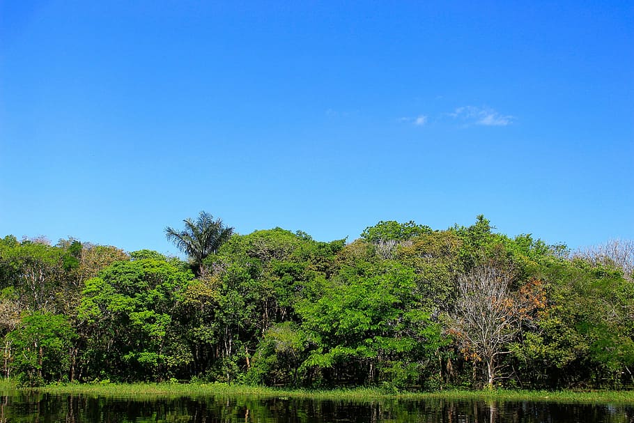 nature, tree, blue, rio, 50 mm, flying, trunk, green, forest HD wallpaper