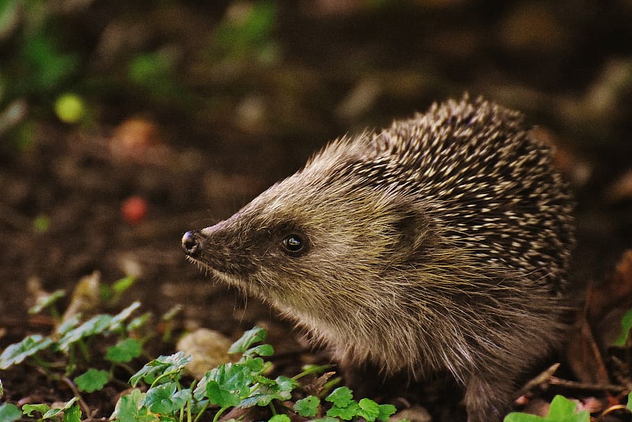 close-up photo of Elephant Shrew on ground, hedgehog child, young hedgehog, HD wallpaper