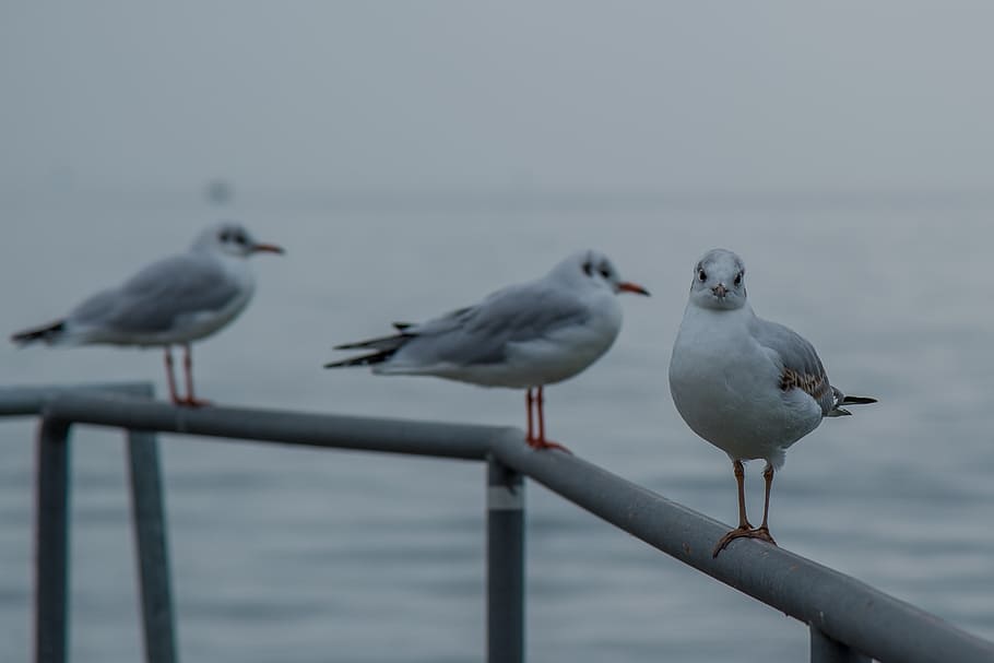 gull, seemoeve, railing, look, eyes, water bird, pier, web HD wallpaper