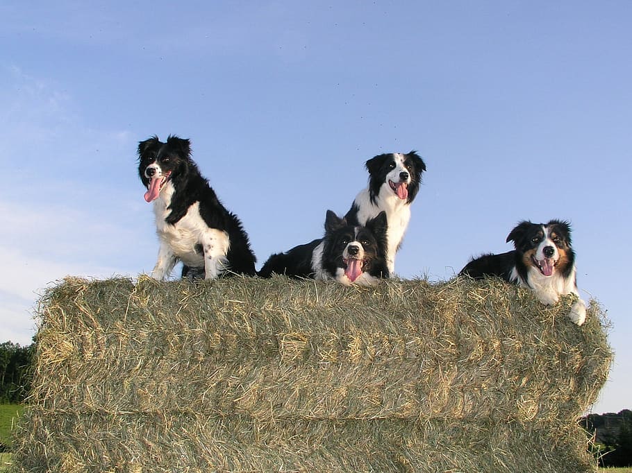 four short-coated black-and-white dogs on green hay under clear blue sky HD wallpaper