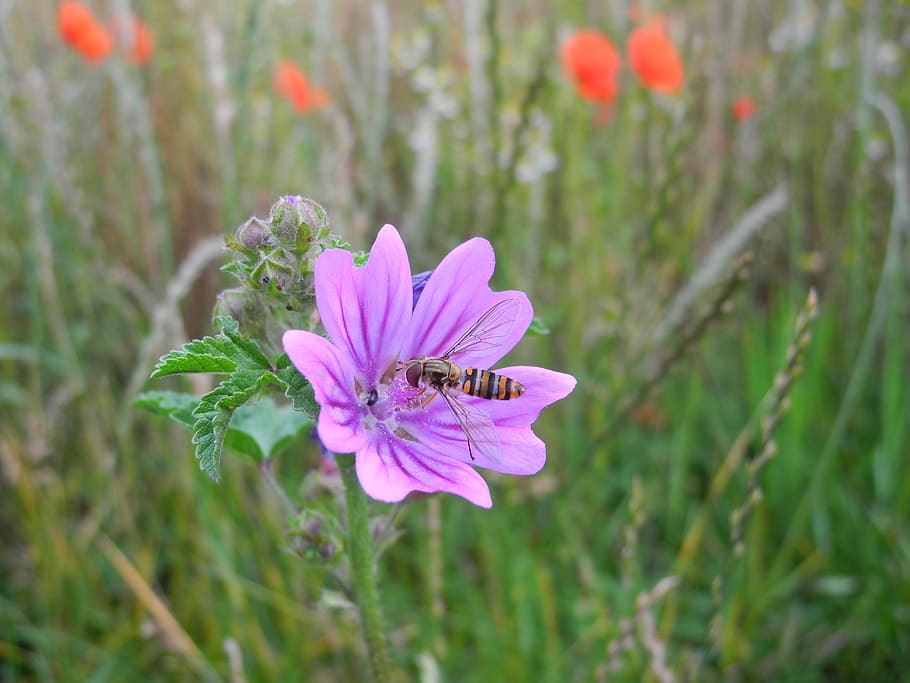 mallow, insect, blossom, bloom, violet, meadow, nature, hoverfly HD wallpaper