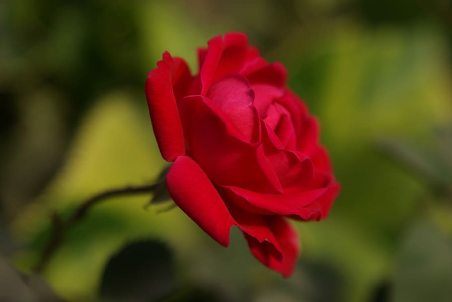 Flower, Macro, Red, Rose, Nature, Garden, blossom, flora, spring HD wallpaper