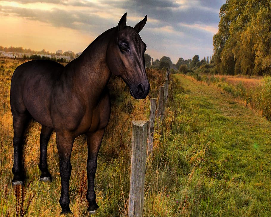 Horse, Pasture, Coupling, Paddock, morning sun, horse head HD wallpaper
