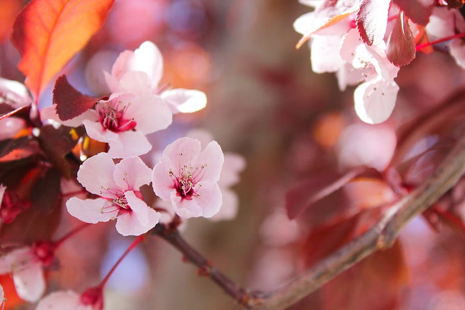 Selective Focus of Sakura Tree, beautiful, bloom, blooming, blossom HD wallpaper
