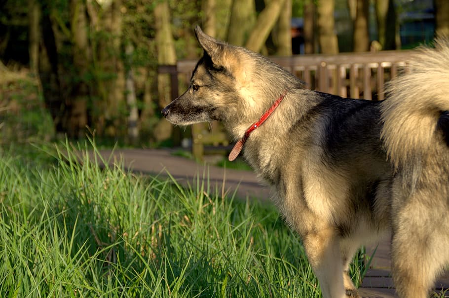 Dog, Leica, Husky, Wolf, Meadow, Nature, summer, landscape, HD wallpaper